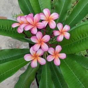 Meet your Posher, Connie